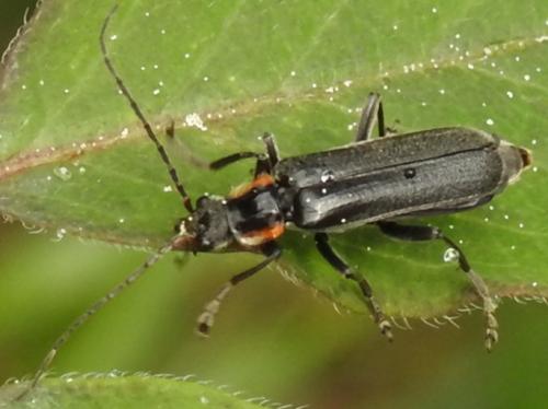 Cantharis obscura